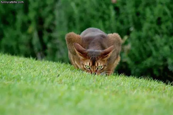 Cat Ready To Pounce