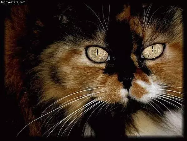 Cat With Amazing Eyes