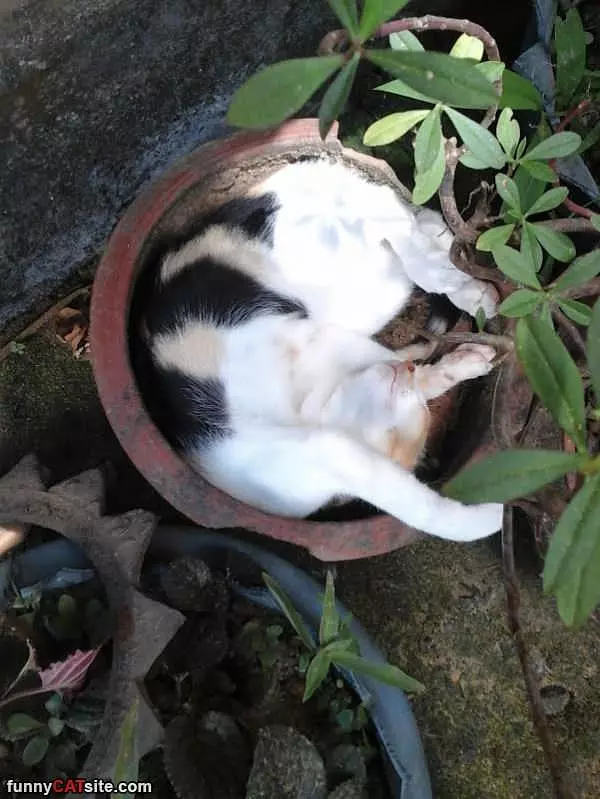 Sleeping With The Plants