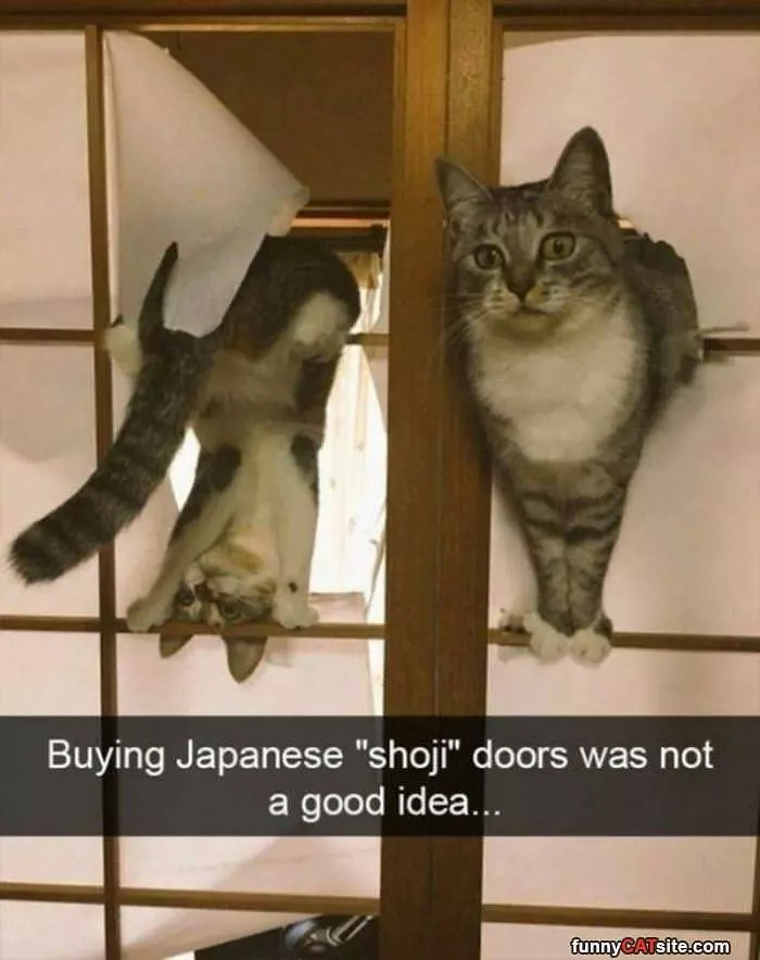 Japanese Doors With Cats