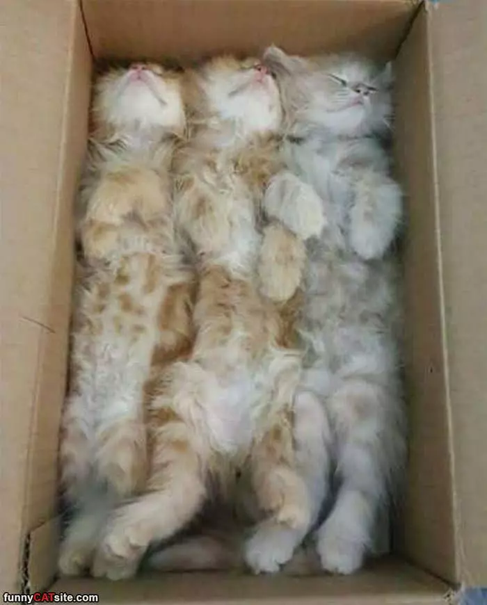 3 Cats Napping