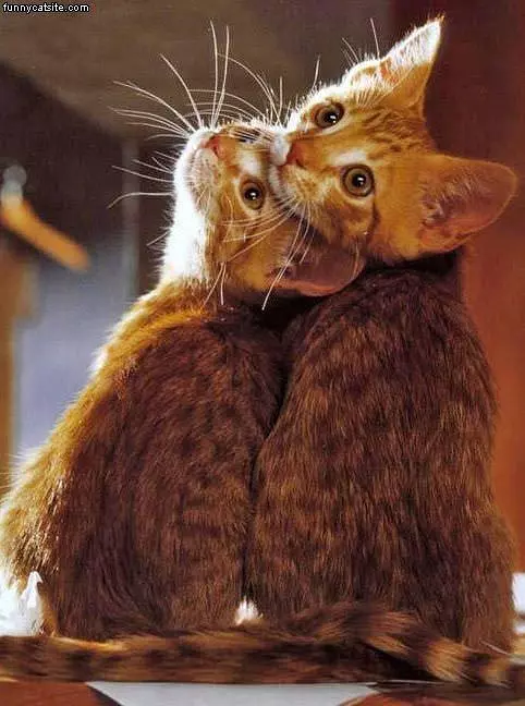 Cats Twins