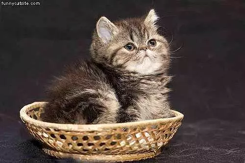 Pudgie Basket Cat