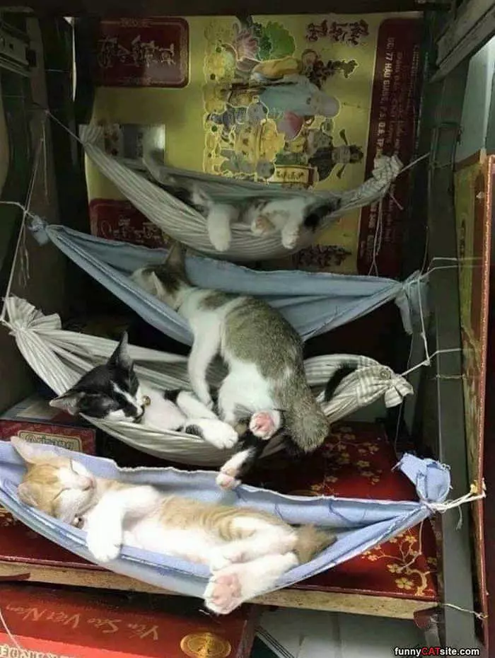 Lounge Cats