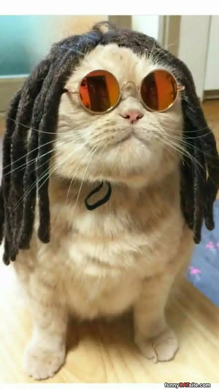 Cool Rasta Cat
