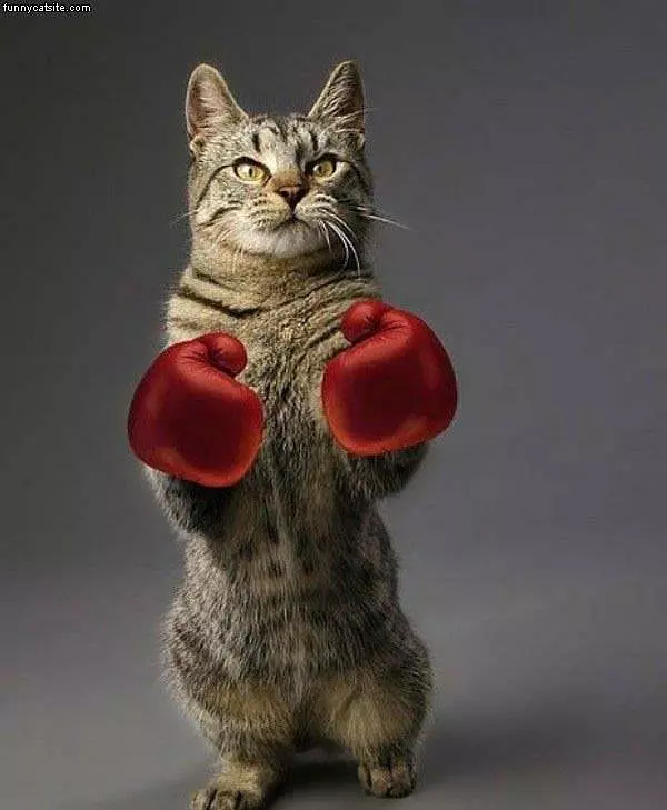 Boxing Cat
