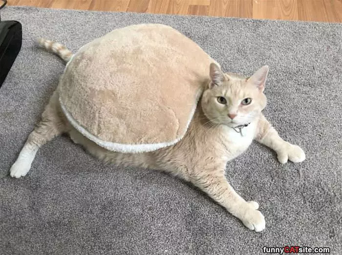 I Am A Turtle Now