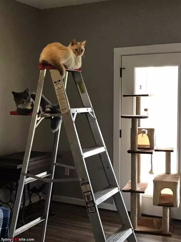 Up On The Ladder