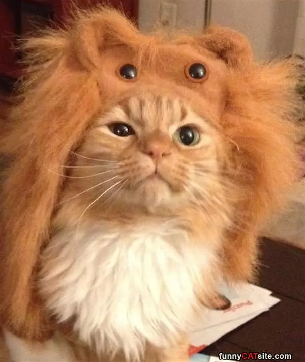 I Am A Lion
