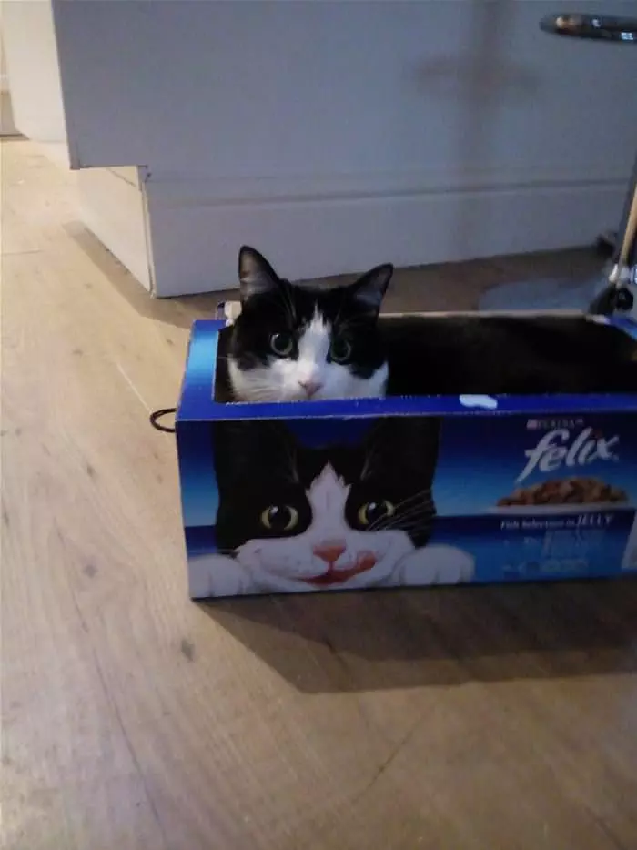 Charlie Loves The New Box