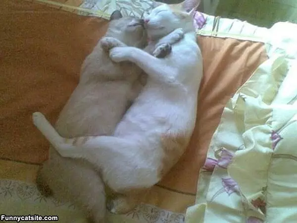 Just A Cat Nap