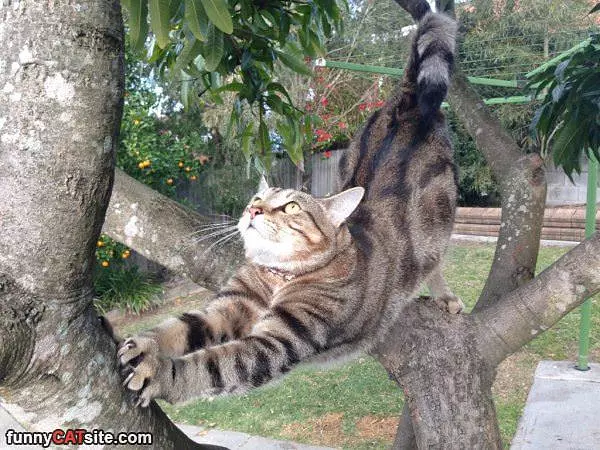Stretching In A Tree