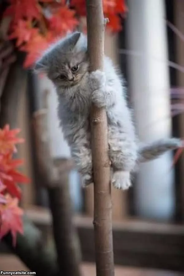 Tree Climber Cat
