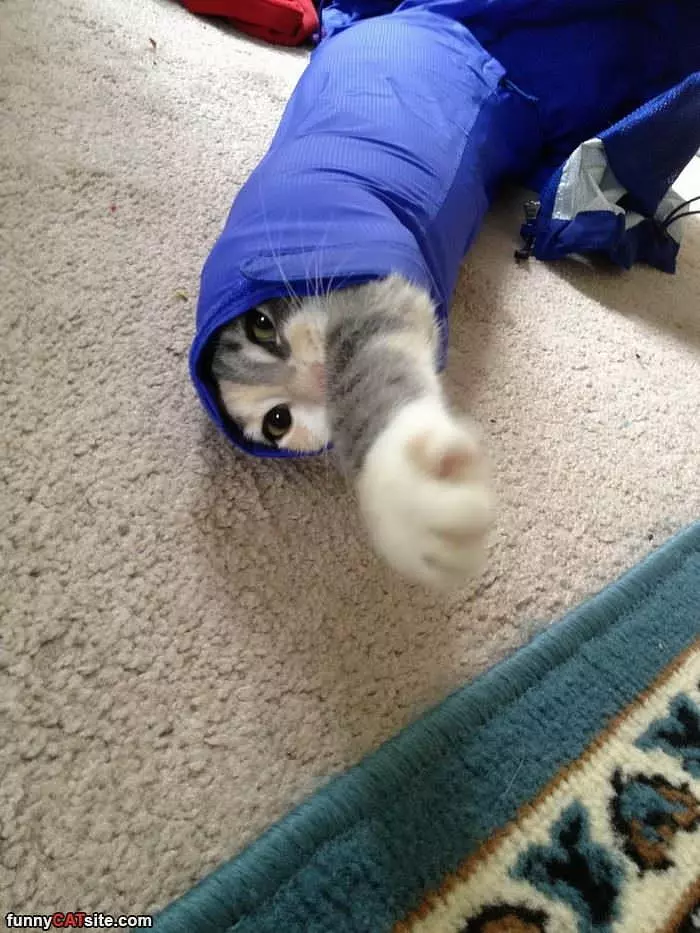 This Burrito Kitty