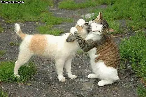 Stripped Cat Hugs Other Cat