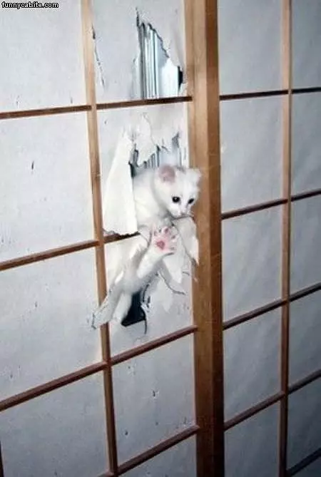 Let Me Out