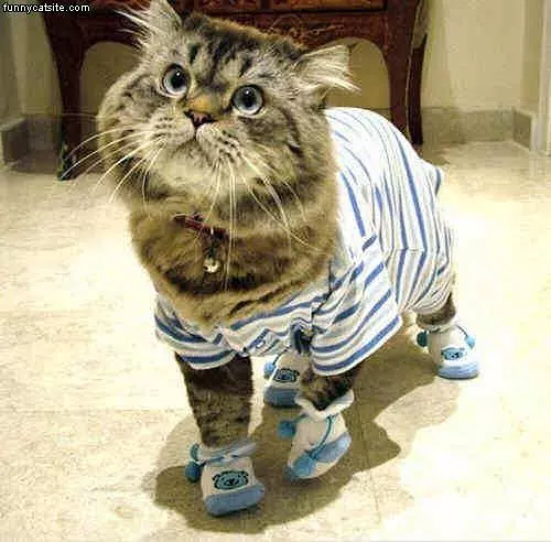 Cat Outfit