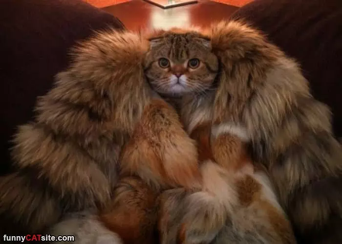 Warm Coat