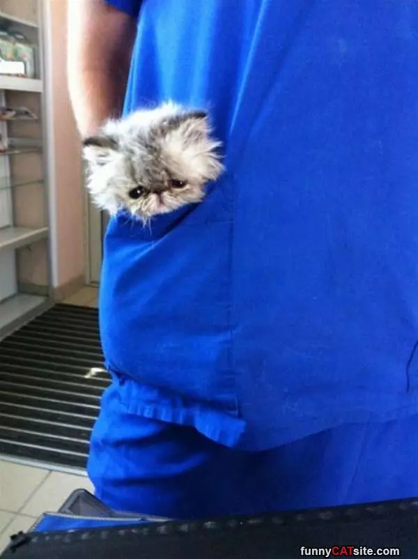 Pocket Kitty