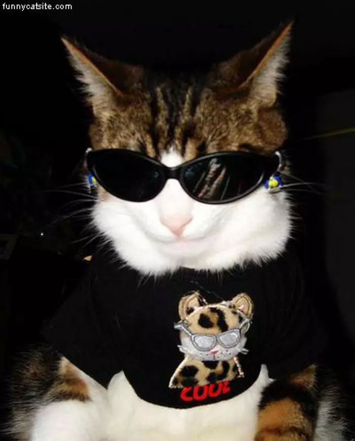 Cat In Sunglasses
