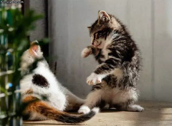 Kittens Fighting