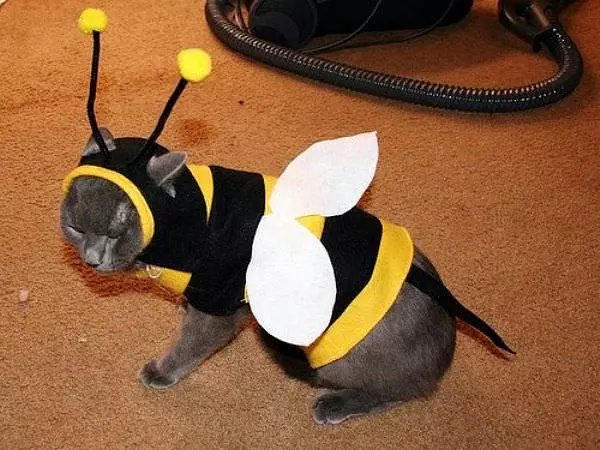 Cat Bee