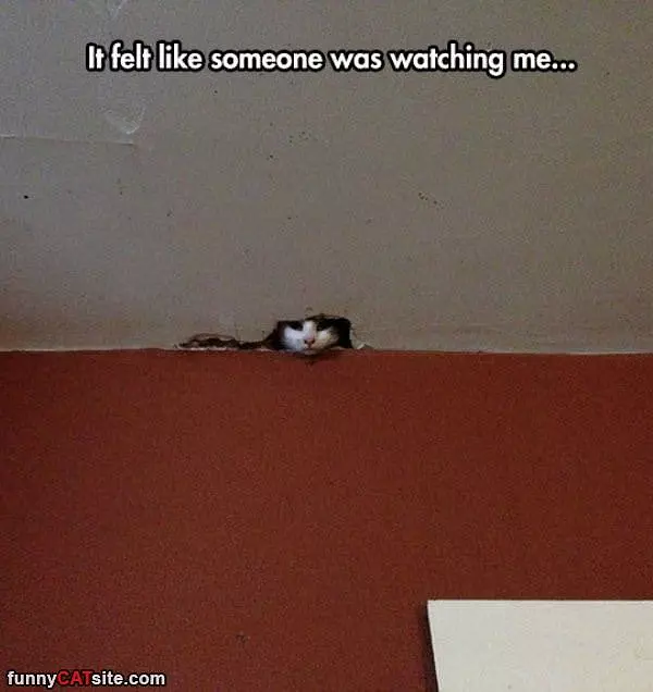 Someone Is Watching Me