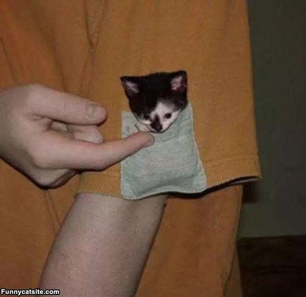 Kitty Sleeve