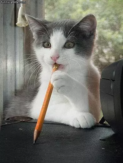 Writting Cat