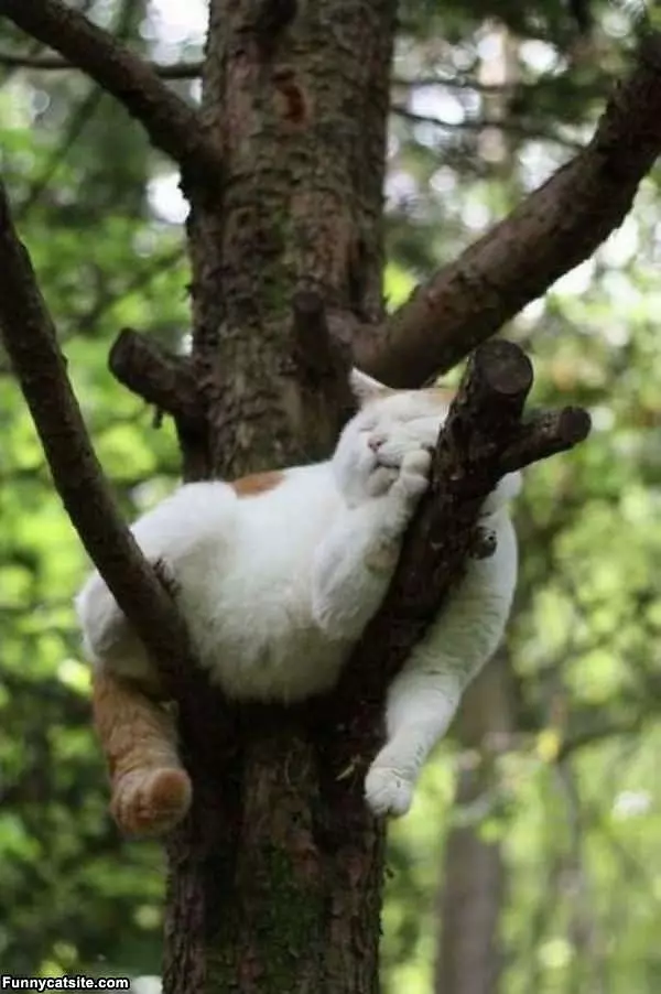 Passed Out In A Tree
