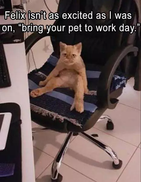 Bring Your Pet To Work Day