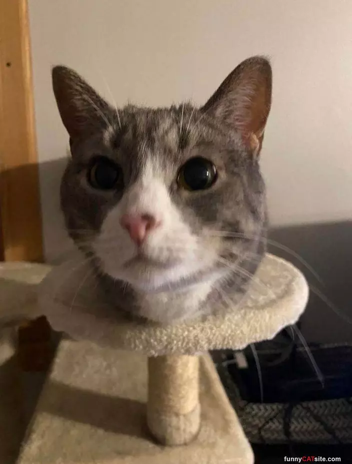 A Cat Head