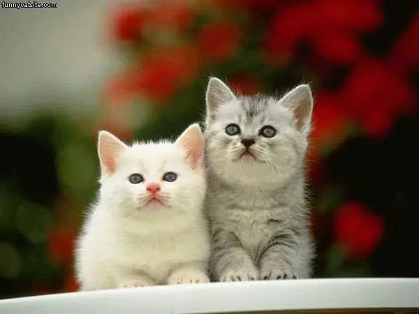 Gray And White Kittens Posing