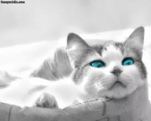 Aqua Eyed Cat