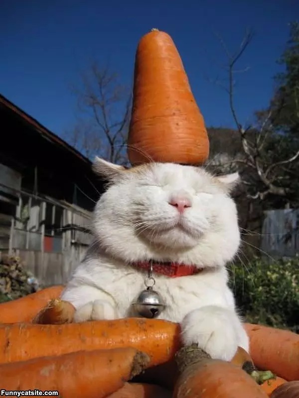 Carrot Head Cat