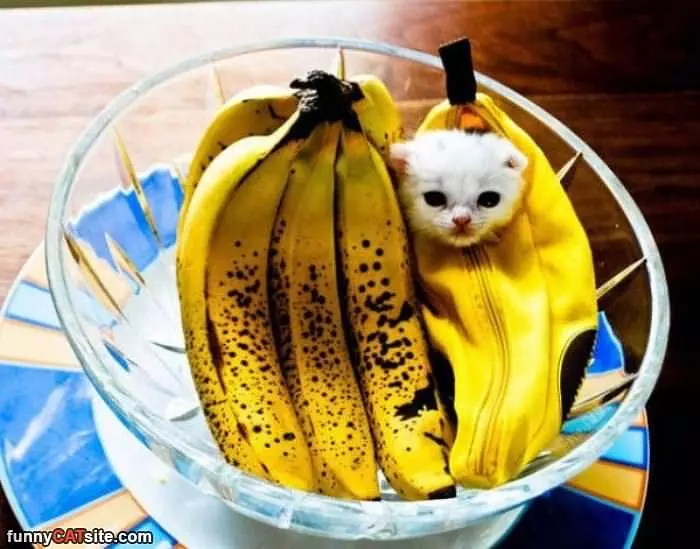 Im A Banana Kitty
