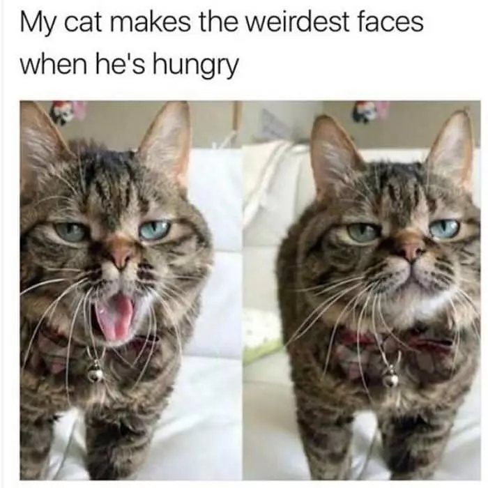 This Cat Makes The Weirdest Faces