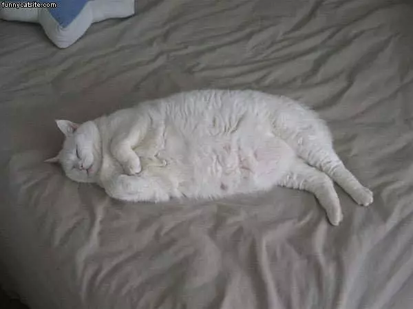 Fat Sleeping White Cat