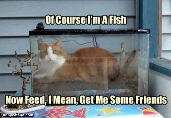 Of Course Im A Fish