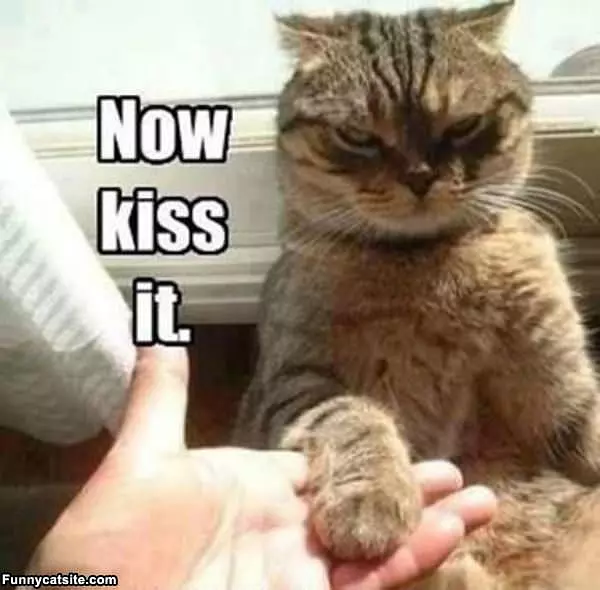 Now Kiss It