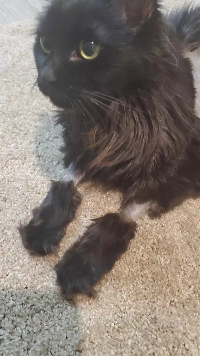 Shaved Paws