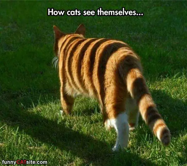 How Cats See Themselves