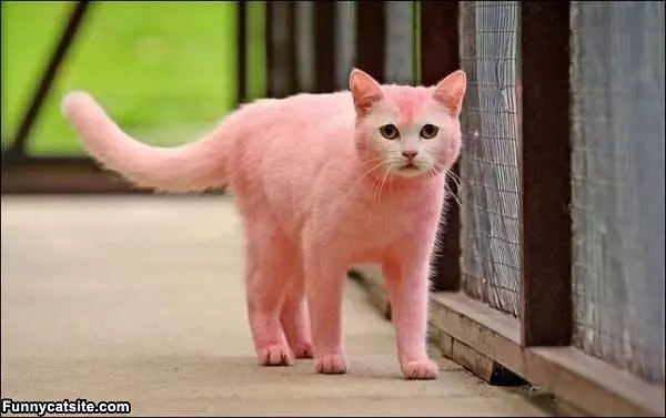 The Pink Cat