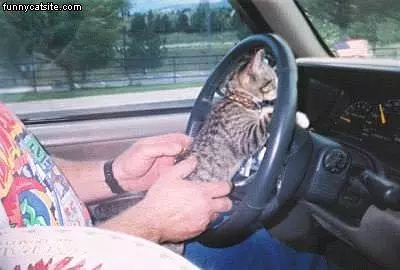 Kitty At The Wheel