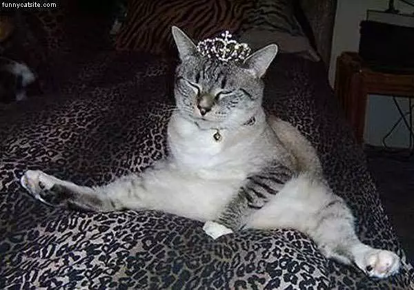 Princess Cat