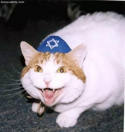 Jew Cat