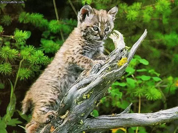 Gray Cat On Branch