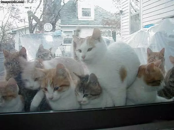 These Cats Want In