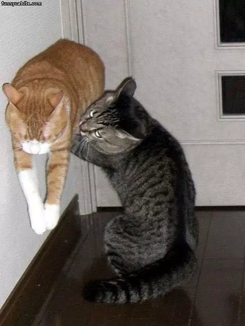 Cat Lift