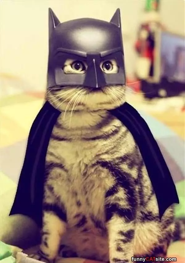 I Am The Bat Cat